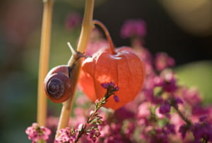 The Ultimate Chinese Lantern Plant Care Guide The Homey Space