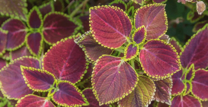 Purple Waffle Plant Care Guide