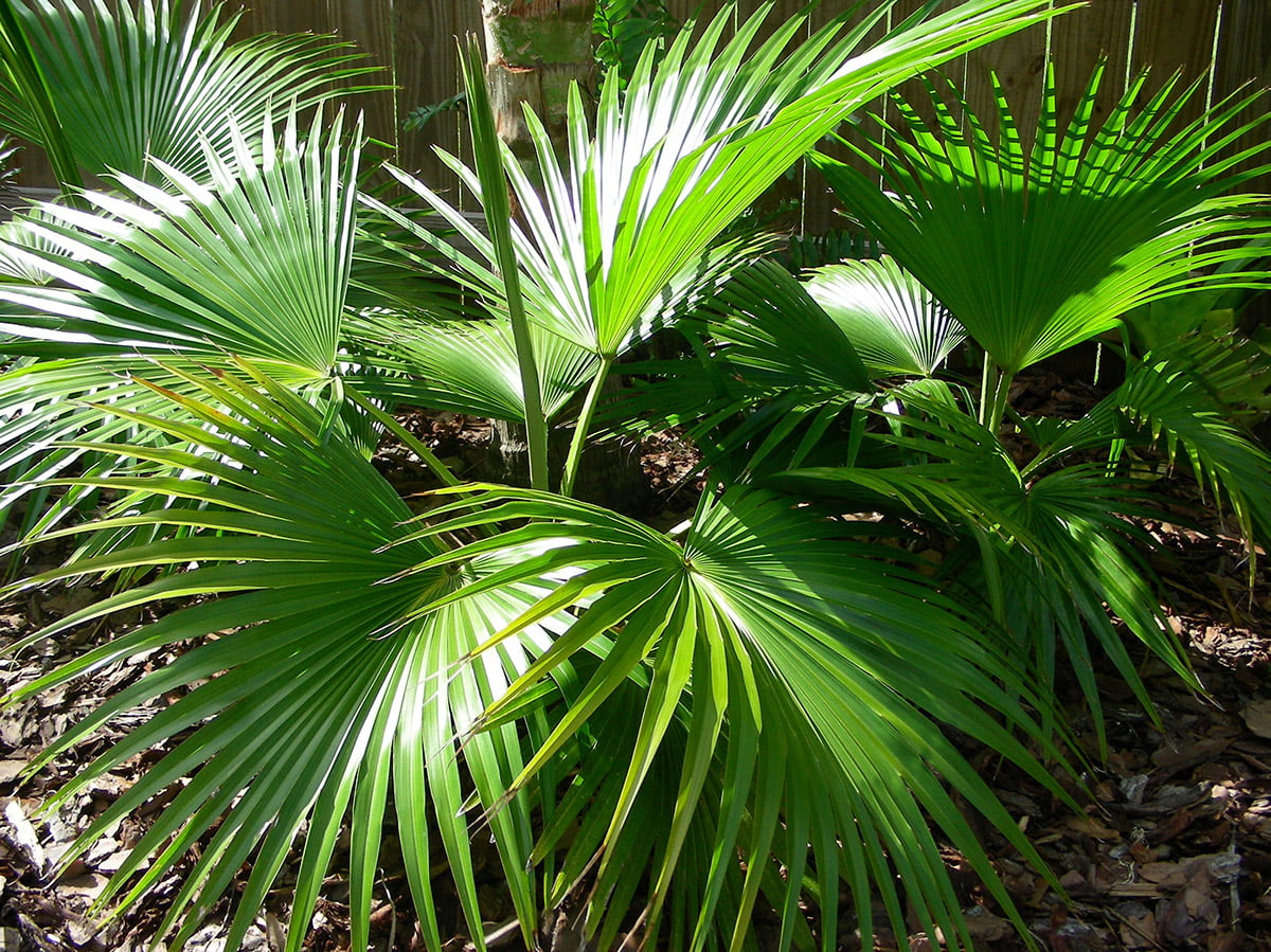 chinese fan palm