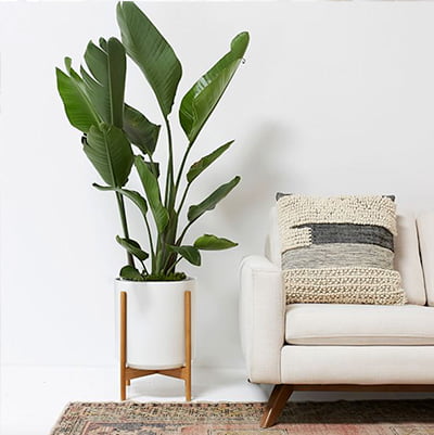 pb planter pb planter