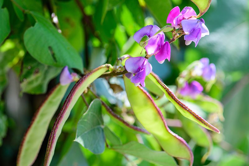 Purple Hyacinth Bean Plant Care