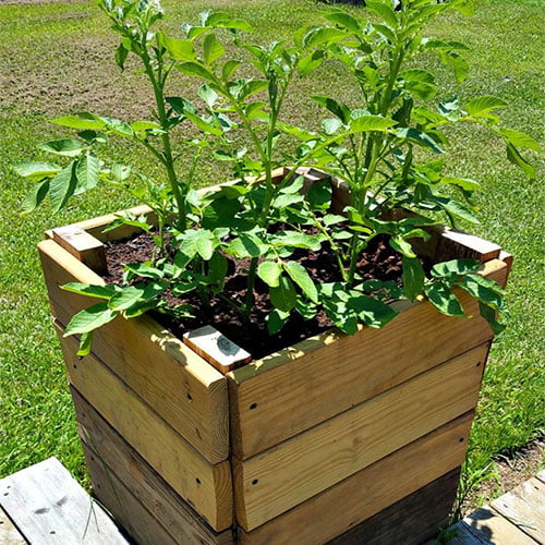 potato planter