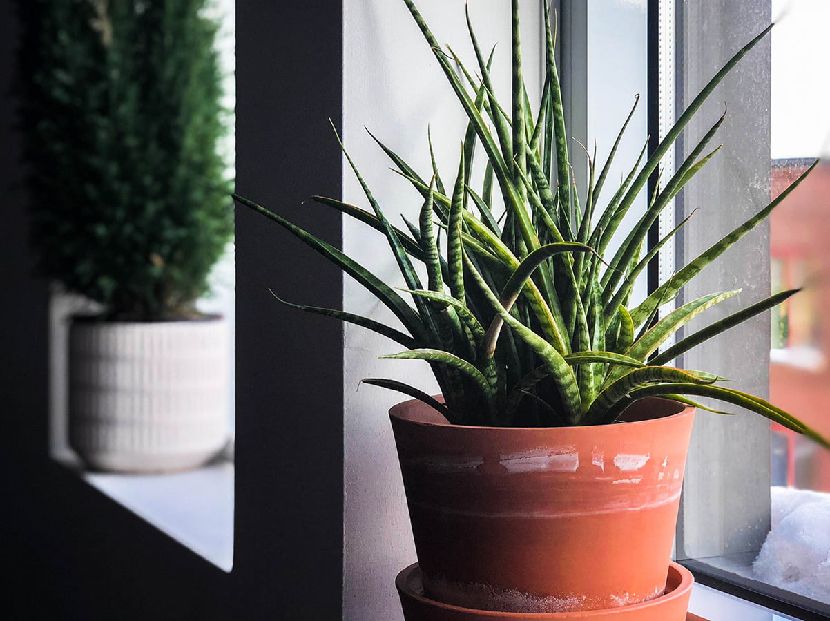 window sill planter