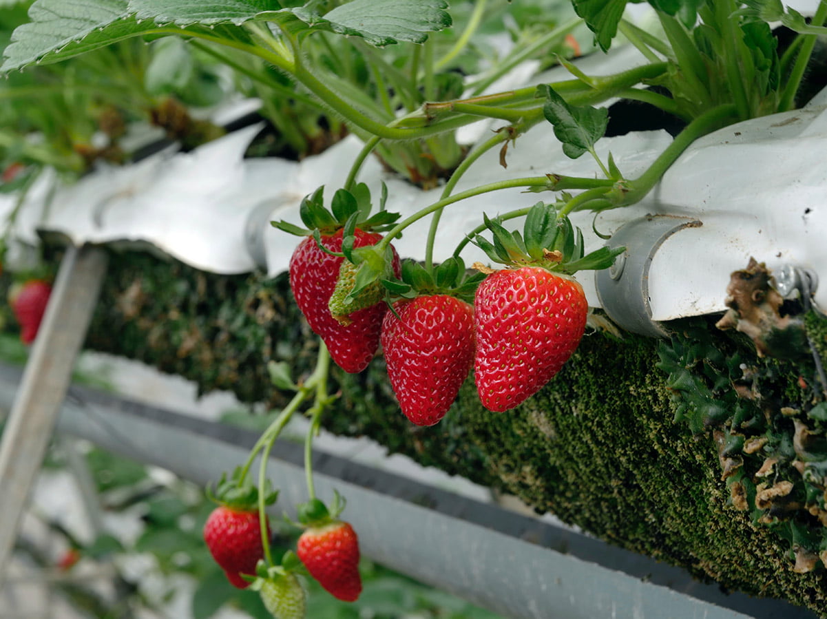 growing strawberries