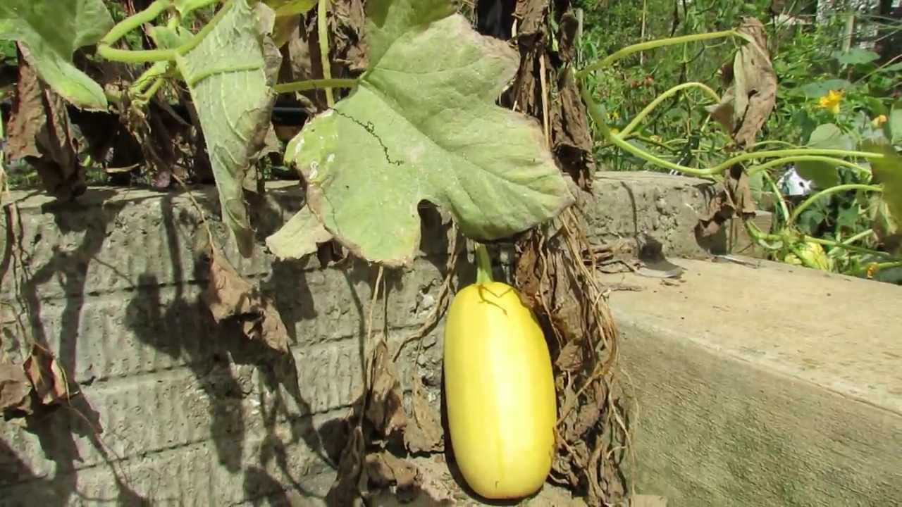Growing Spaghetti Squash Guide From Seed To Harvest The Homey Space