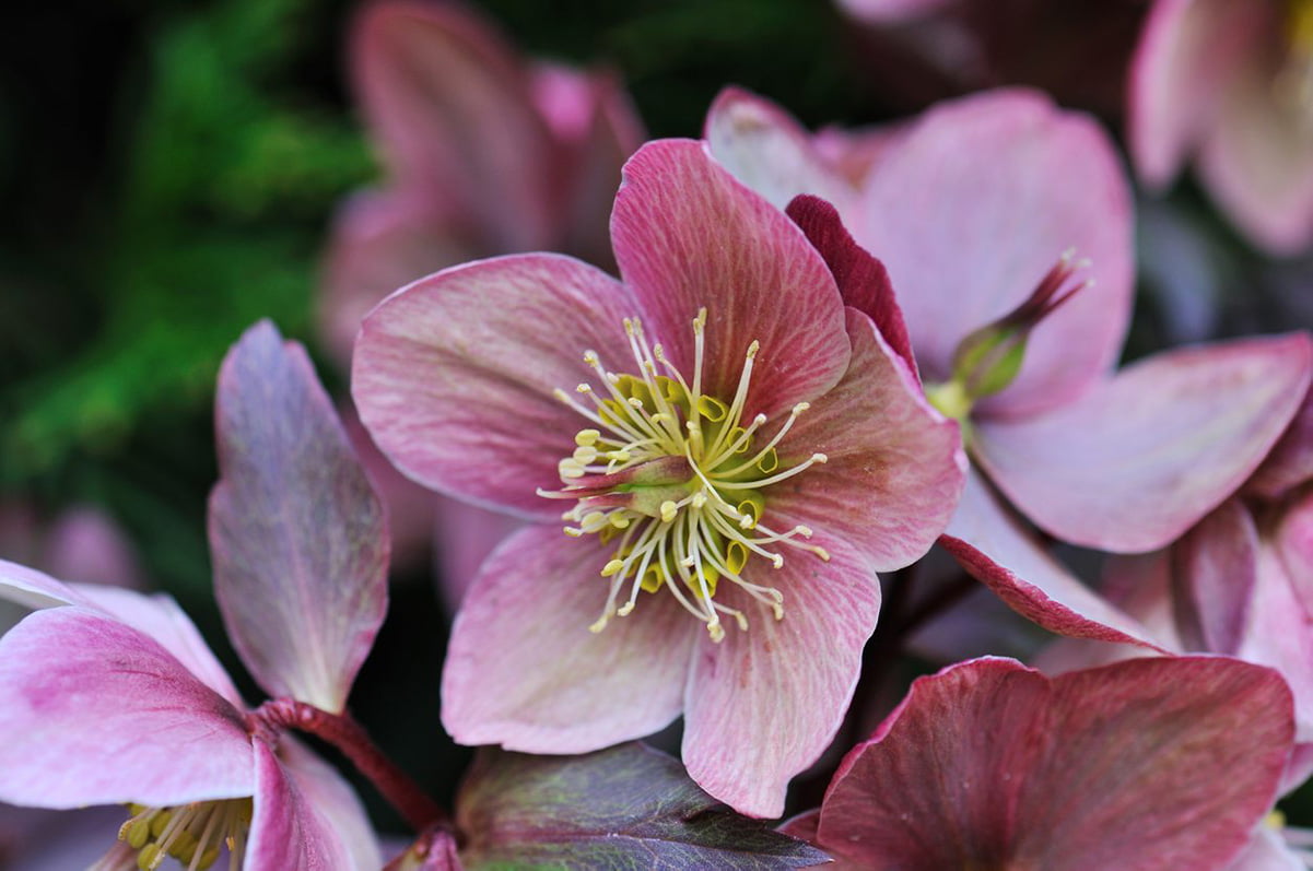 Lenten Rose