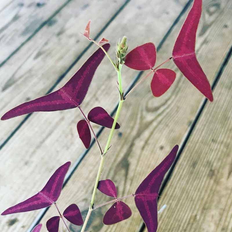 Red Butterfly Wing Plant