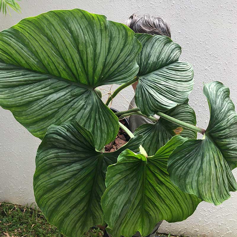 'Silver Cloud' Philodendron