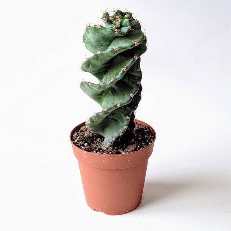 Twisted Cactus