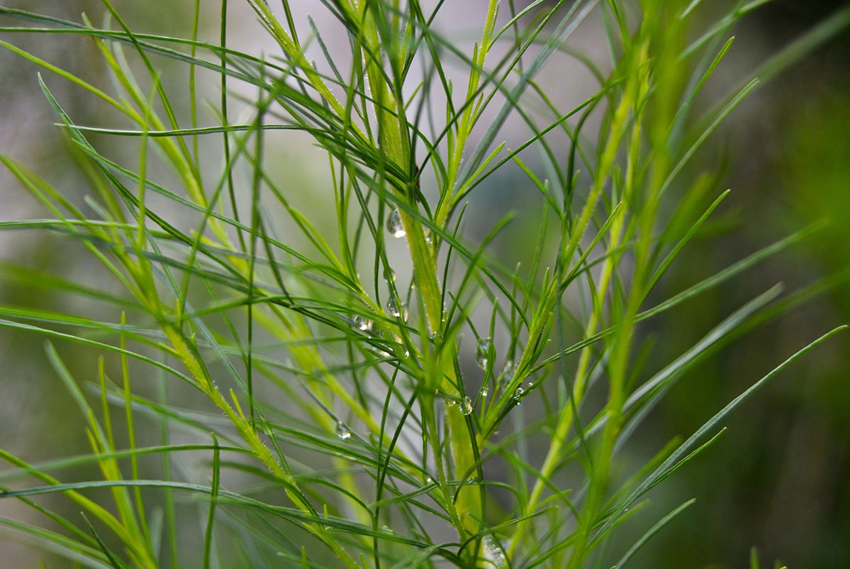 growing dill