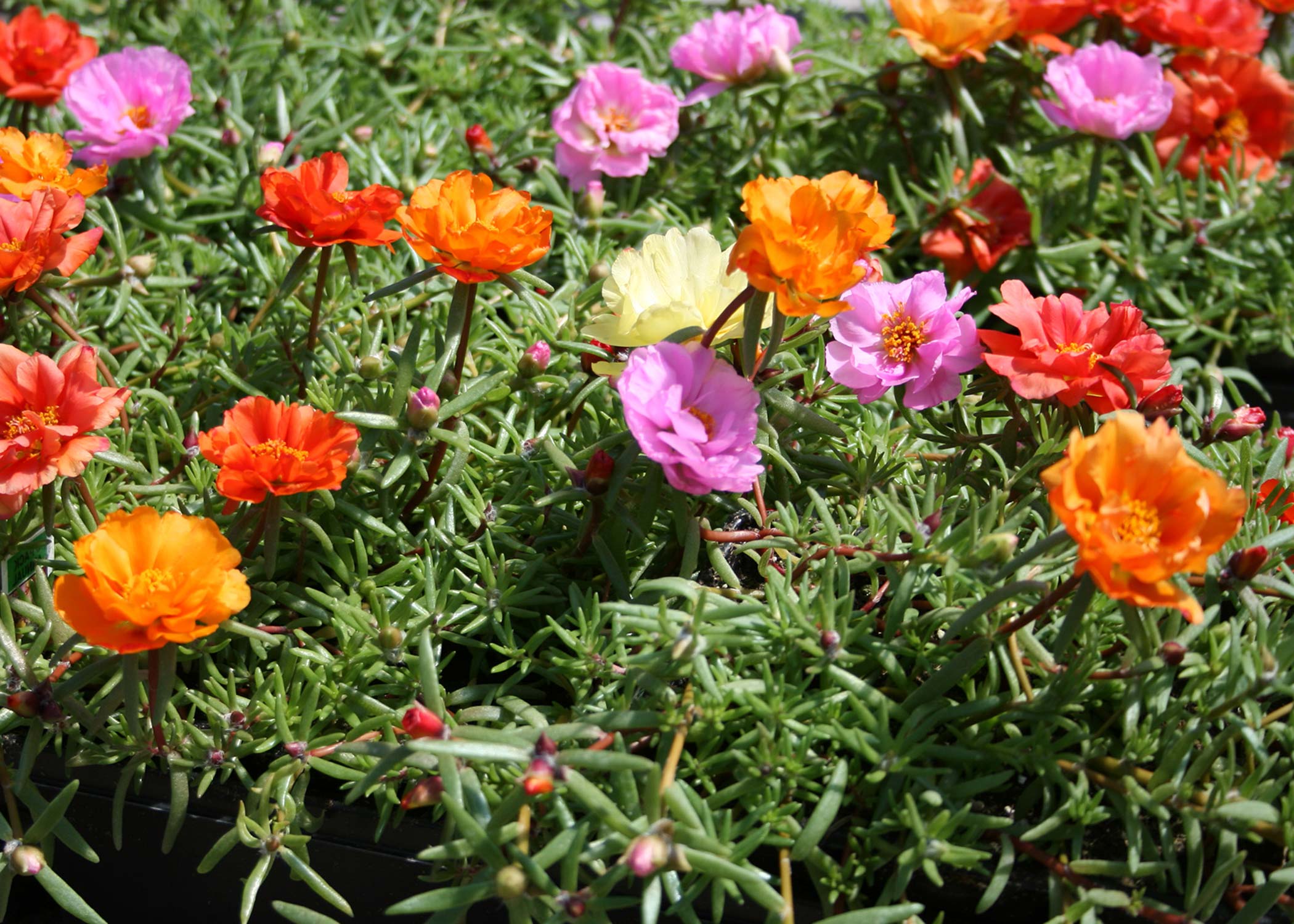 moss rose