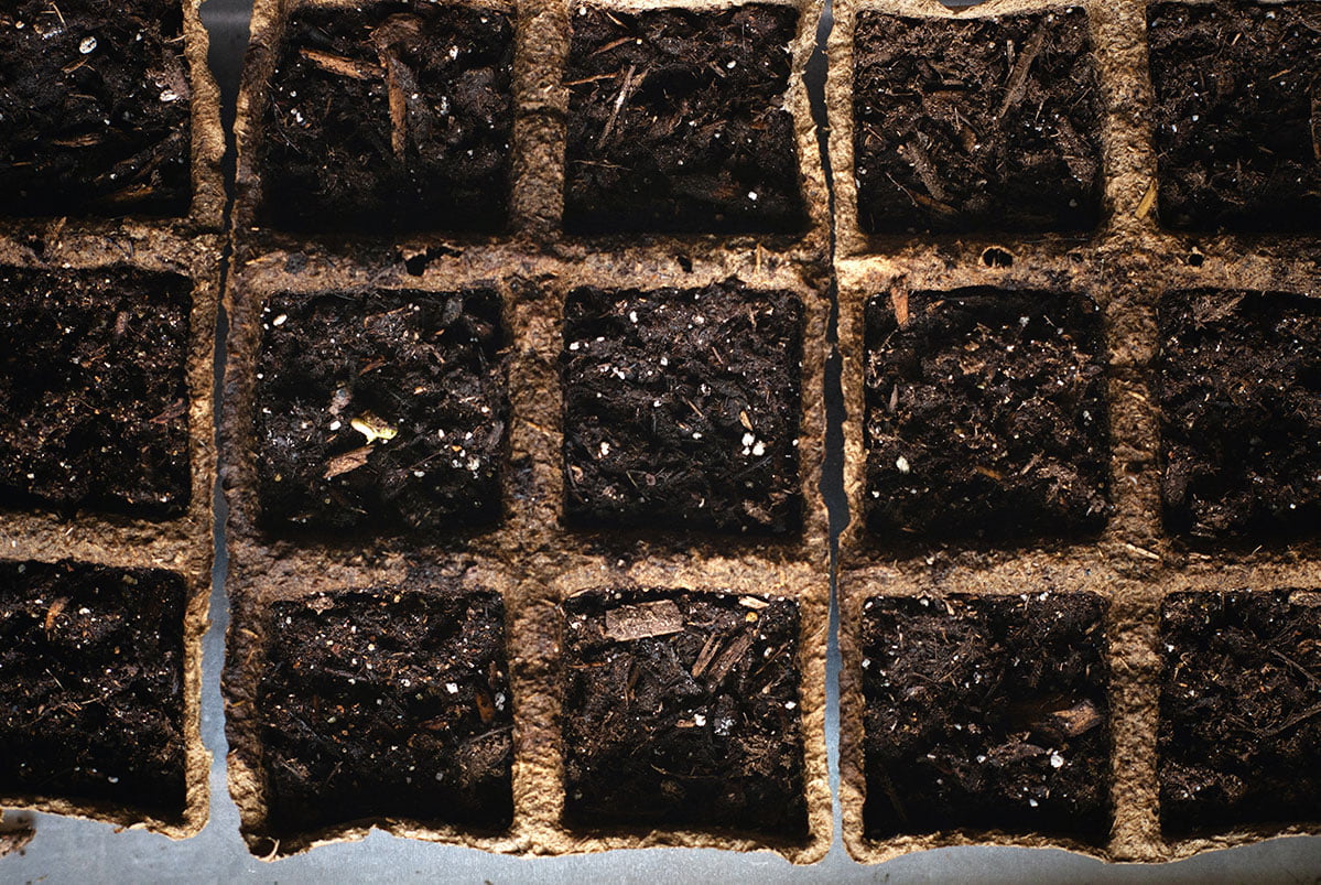 seed starter