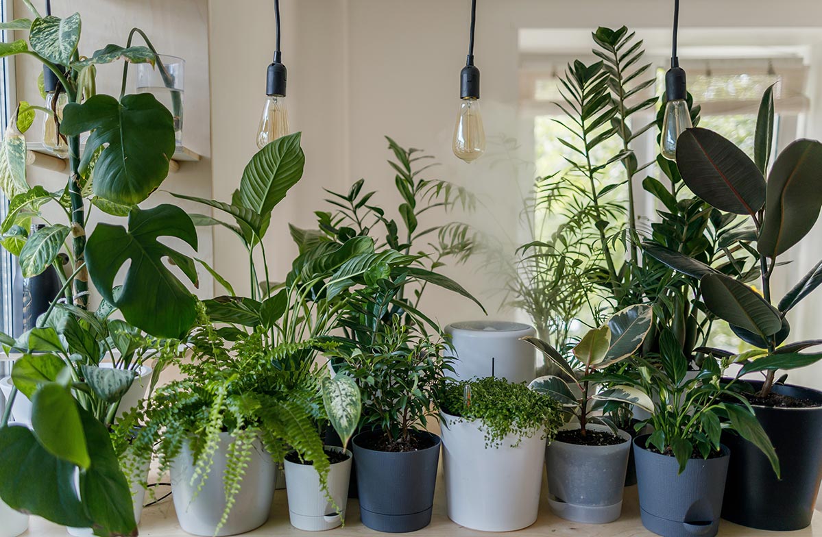 Indoor plants wanted