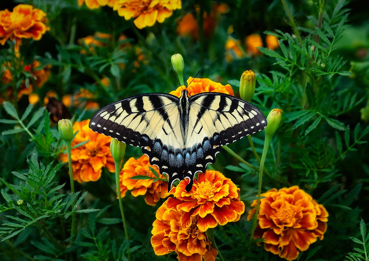 How To Harvest, Store, And Save Marigold Seeds