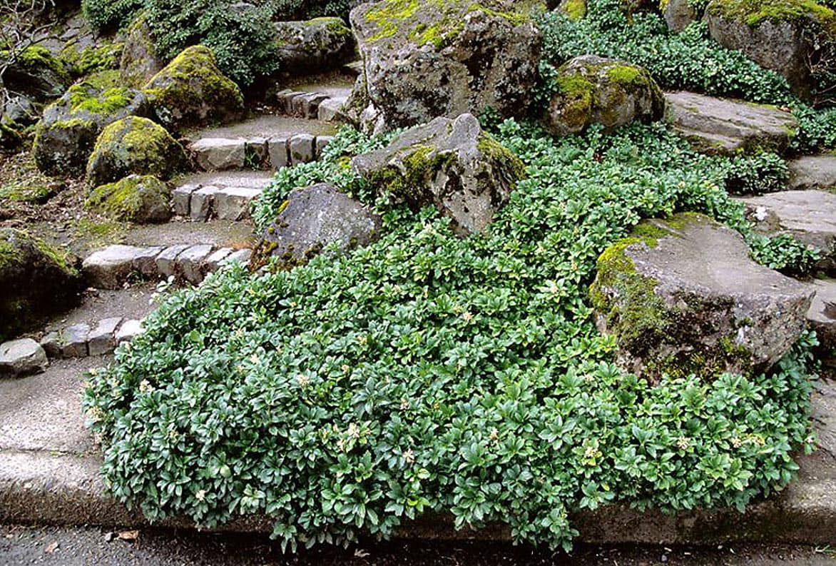 Japanese Spurge