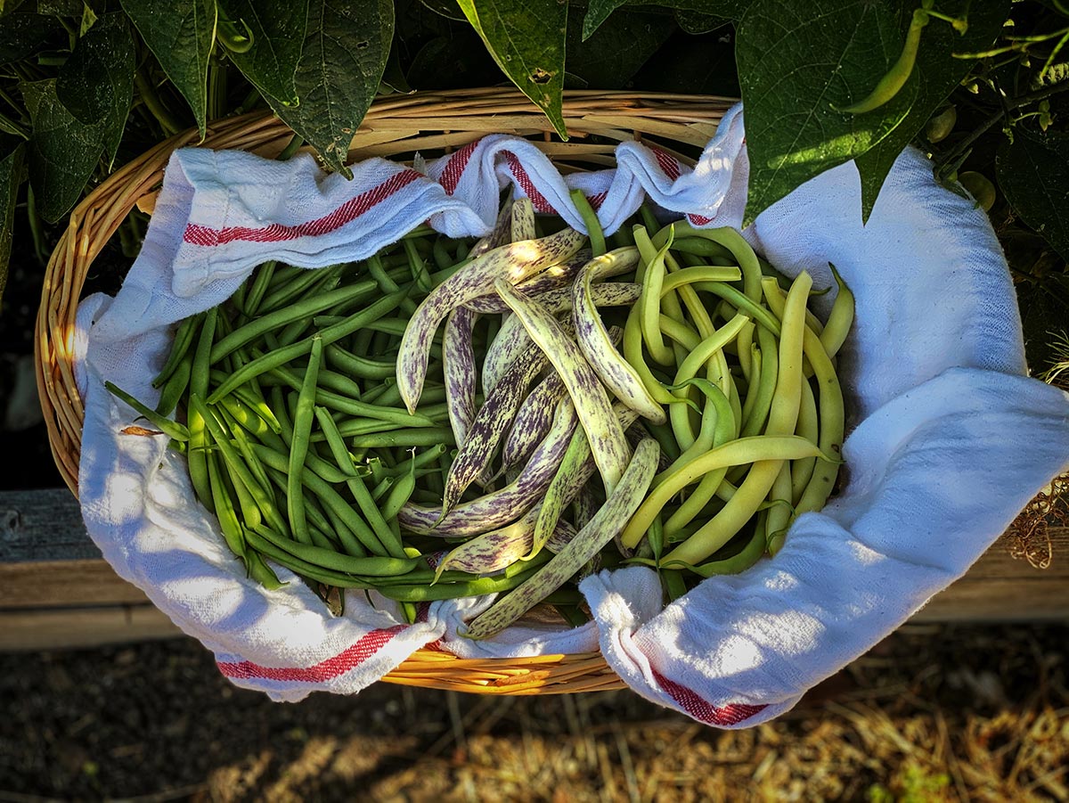 green beans