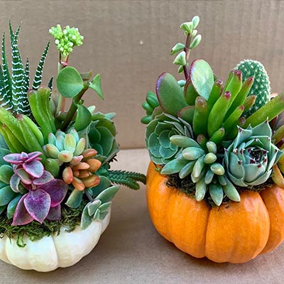 mini real succulent pumpkins