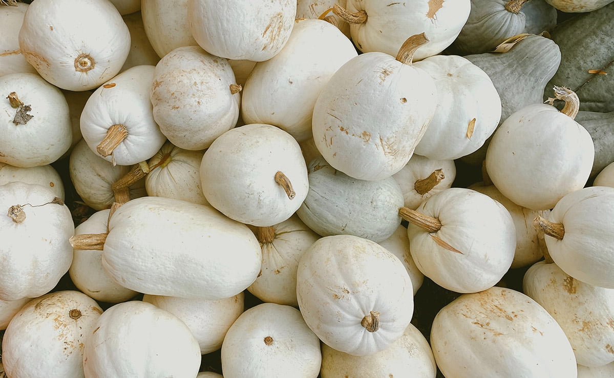 white pumpkins