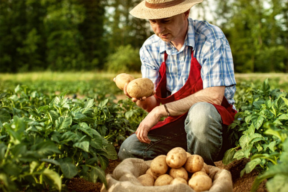 growing potato