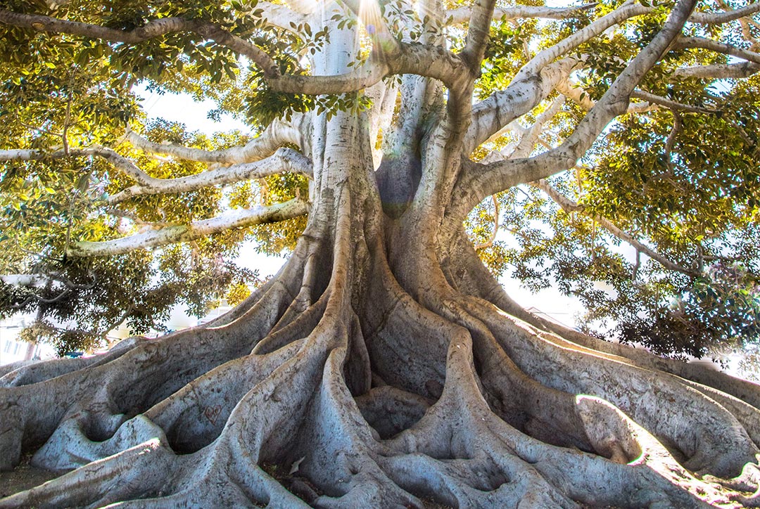 oak tree