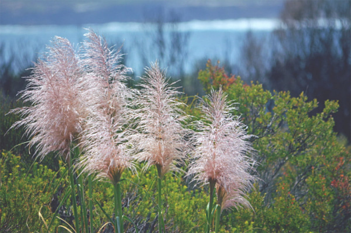 Pink Pampas