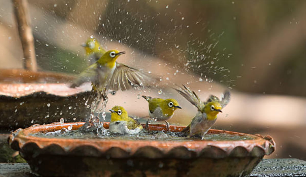 Best Solar Bird Bath Fountain