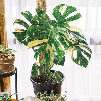 Monstera Borsigiana Aurea