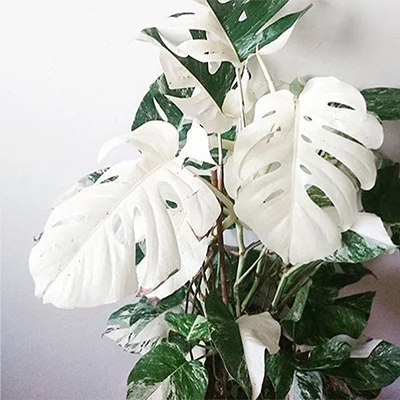 Monstera Deliciosa Variegata