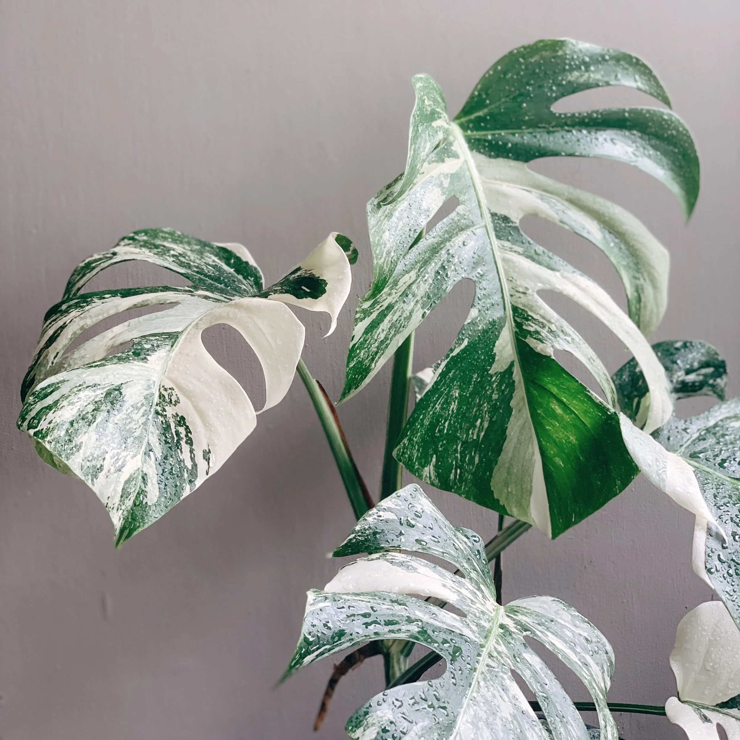 Variegated Monstera Albo Borsigiana