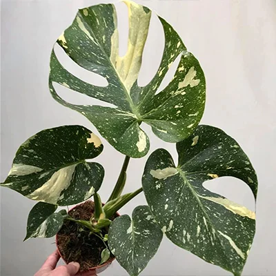 Variegated Monstera Deliciosa Thai Constellation