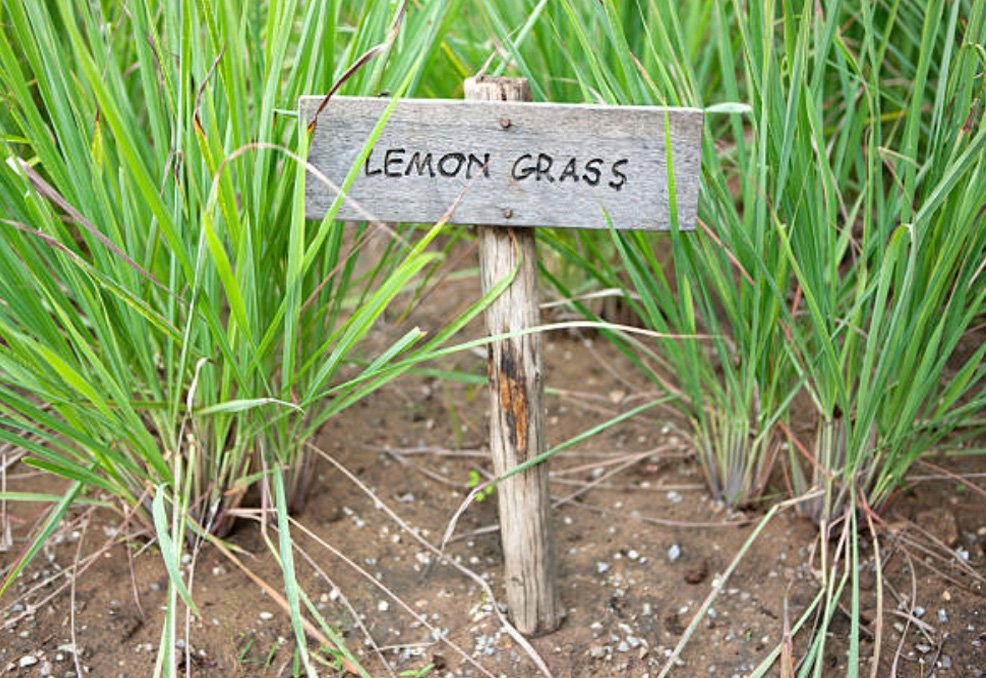 Lemongrass Plant Growing Guide - The Homey Space