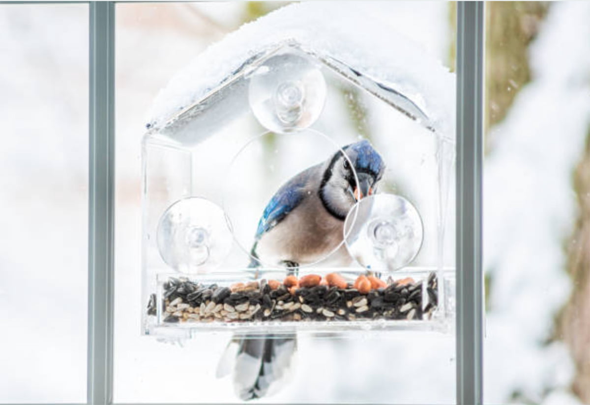 window bird feeder