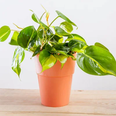 Heartleaf Philodendron_ Heartleaf Philodendron