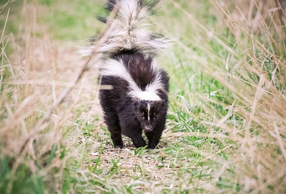 skunk