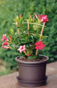 Dipladenia – The Ultimate Growing And Caring Guide - The Homey Space