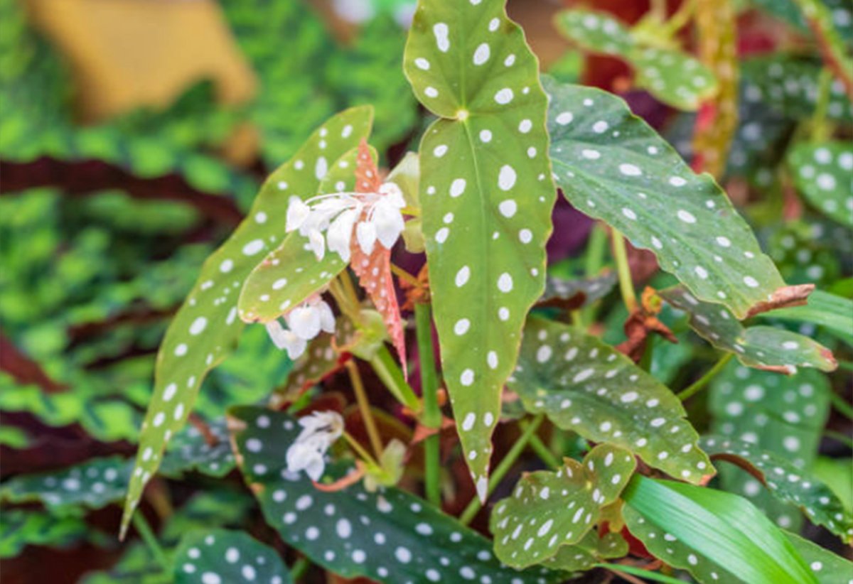 The Ultimate Angel Wing Begonia Care Guide - The Homey Space