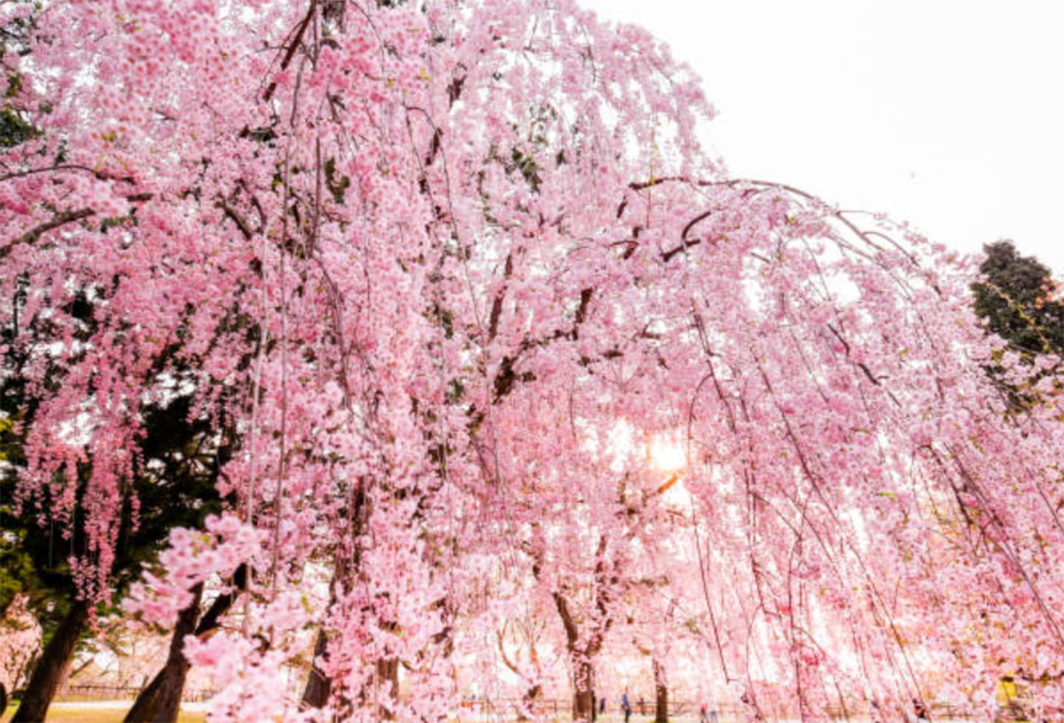 weeping cherry tree