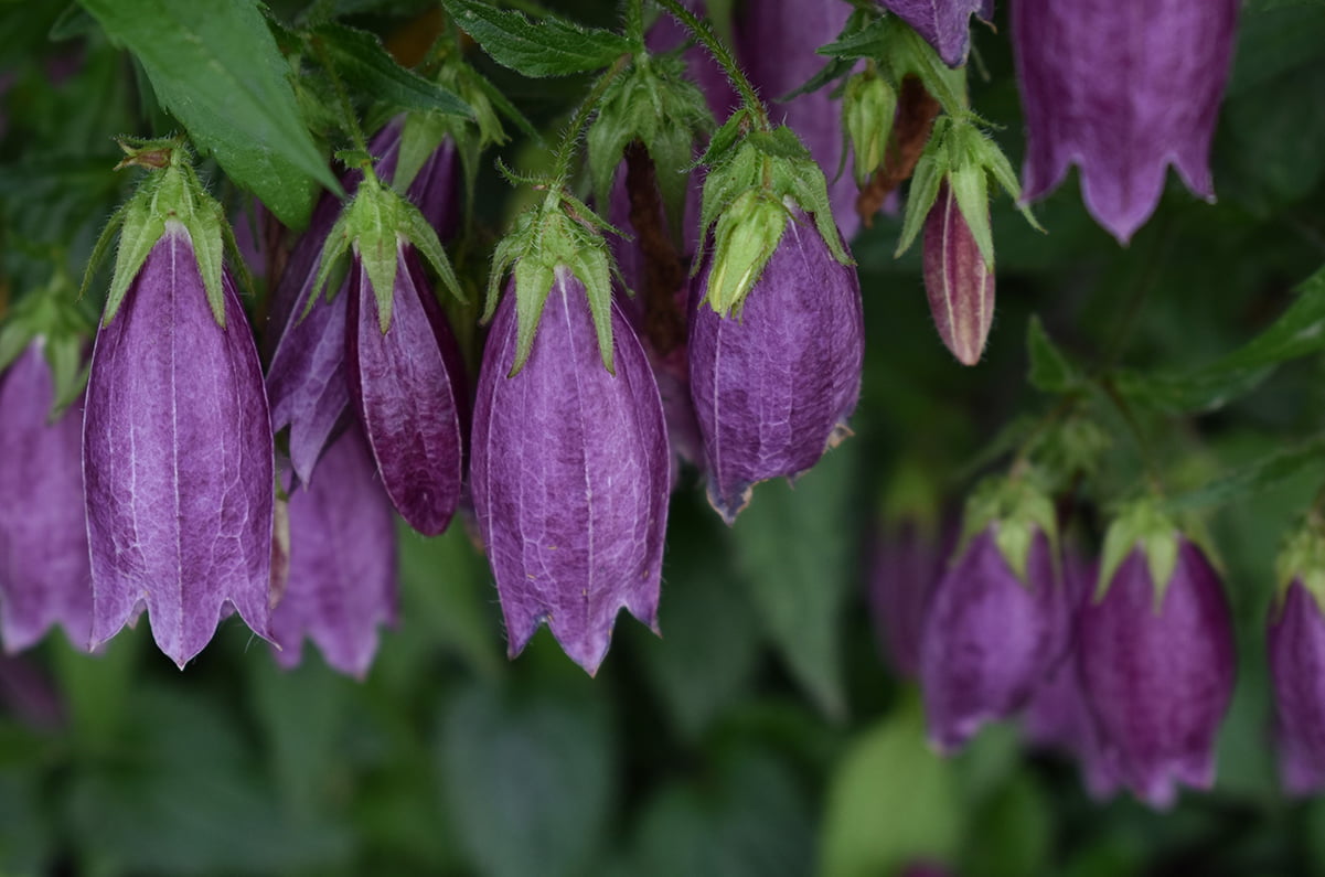 Campanula