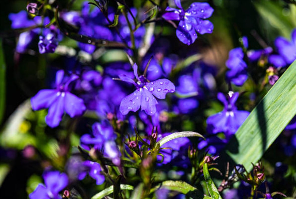 Lobelia