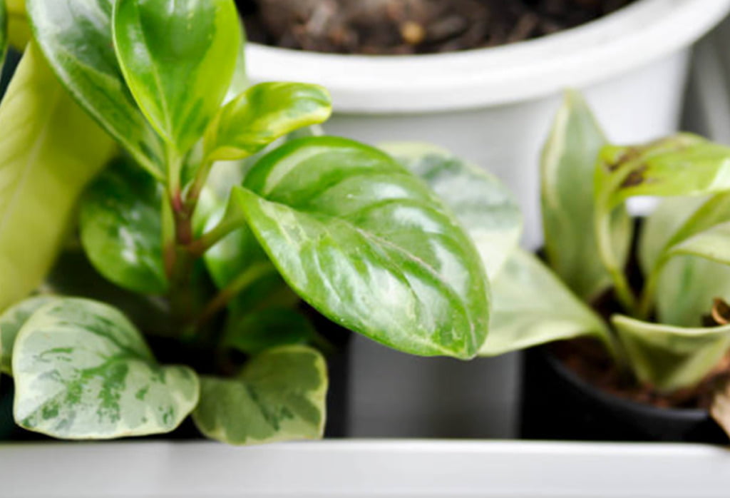 Silver Dollar Plant Care Guide The Homey Space