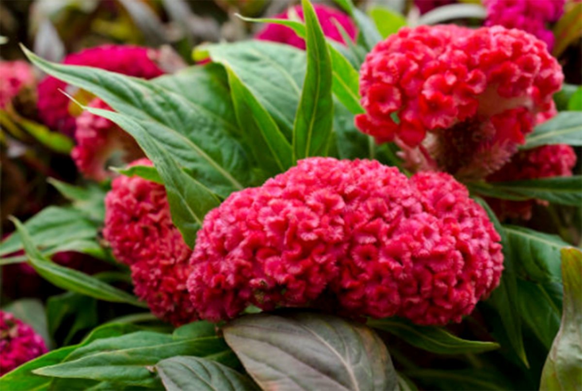 How To Grow And Care For Cockscomb Flowers - The Homey Space