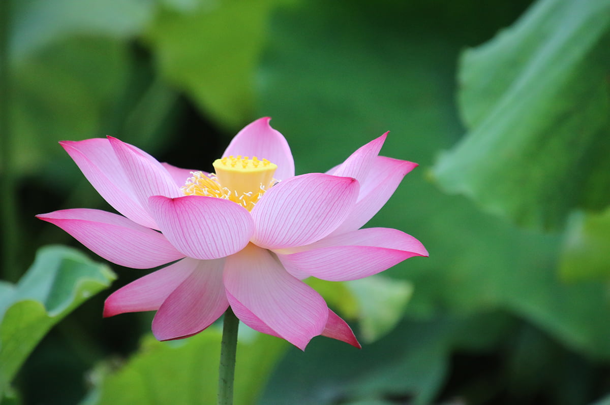 lotus plant