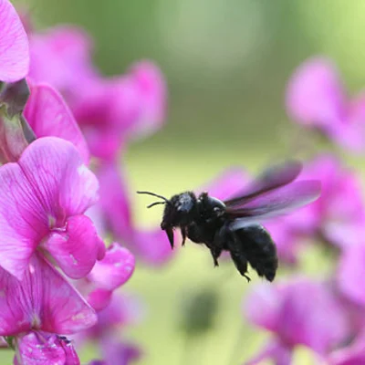 Carpenter Bees_ Carpenter Bees