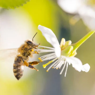 Honey Bees_ Honey Bees