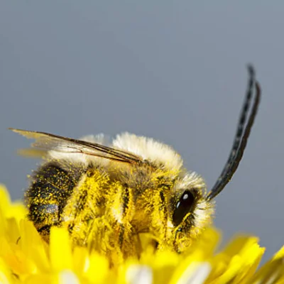 Long-Horned Bees_ Long-Horned Bees