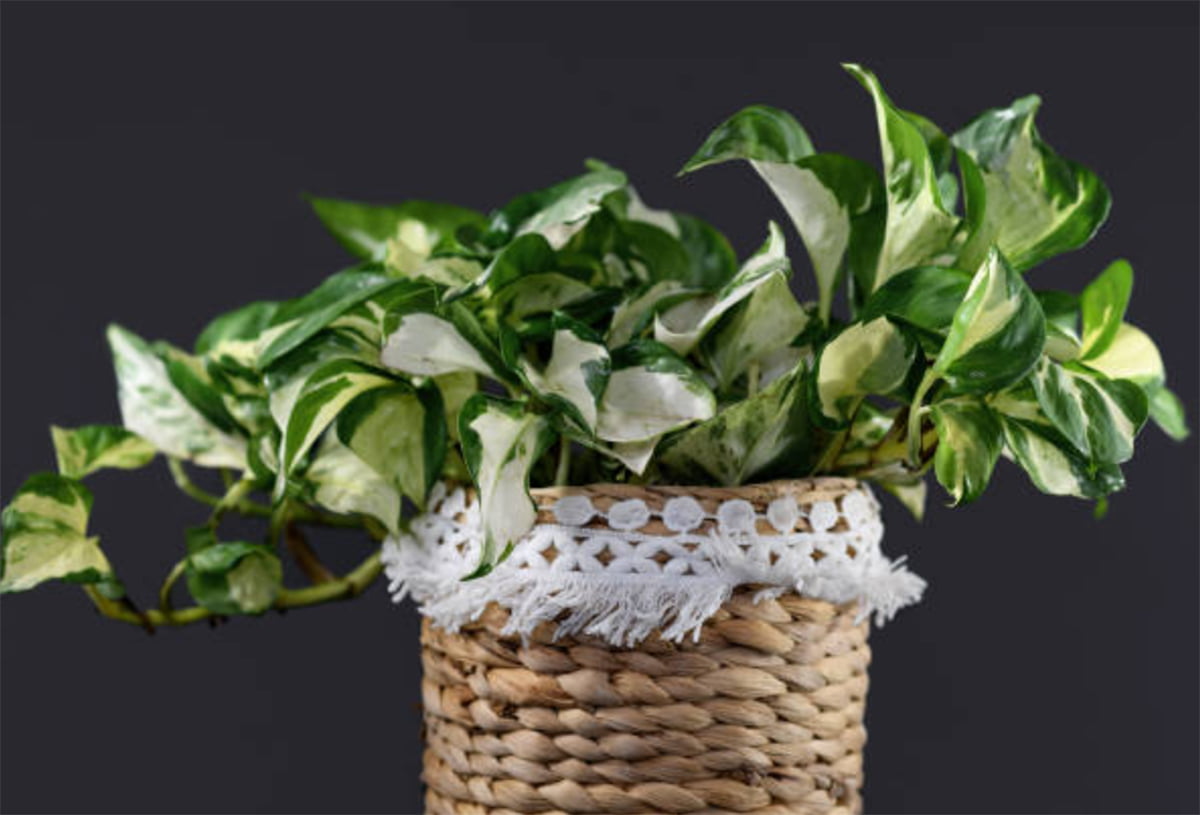 Manjula Pothos