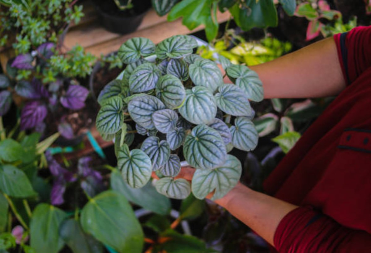 Watermelon Peperomia