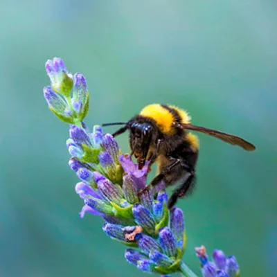 bumble Bumble Bees