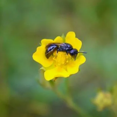 mason bee mason bee