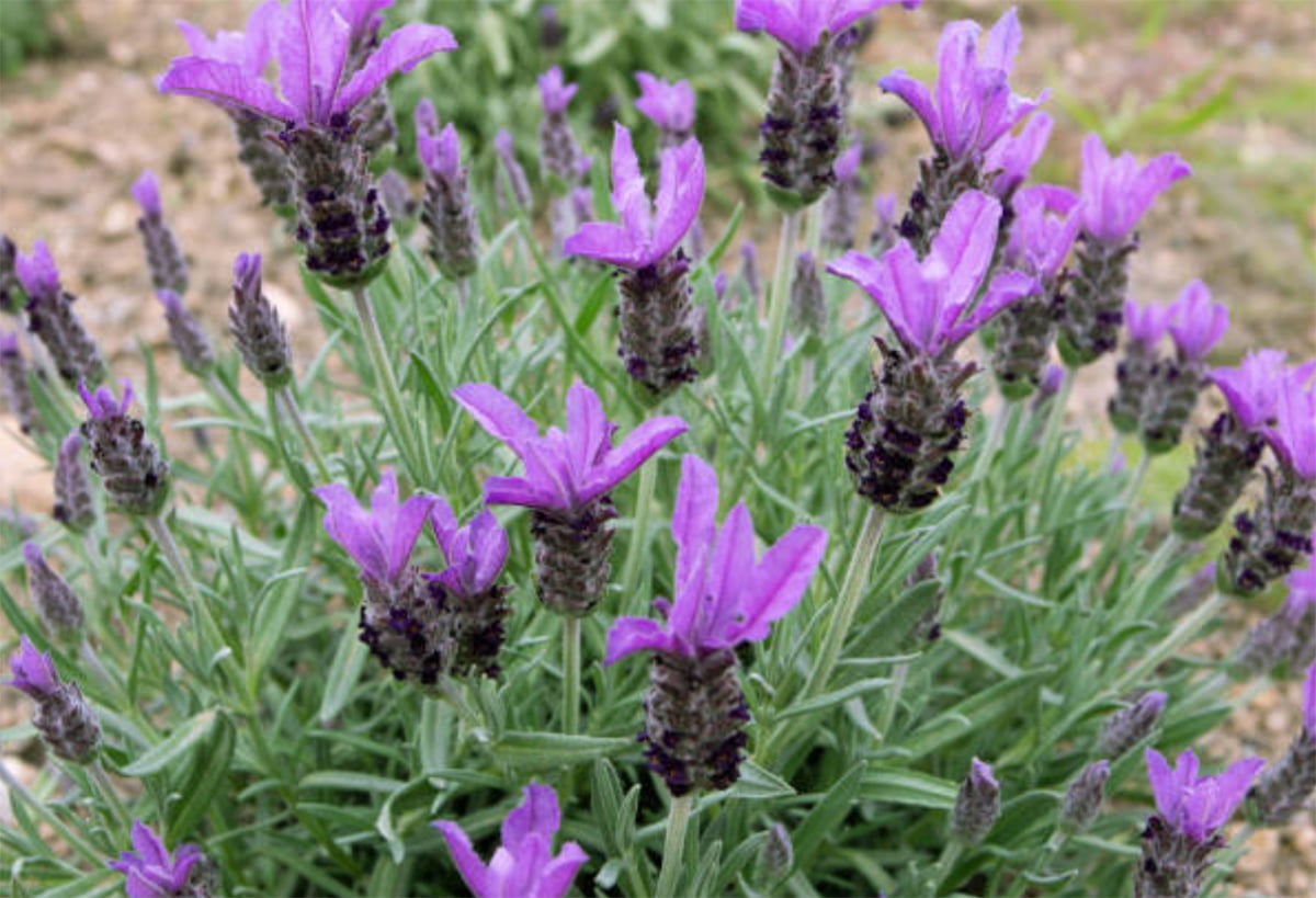 Spanish Lavender: A Ultimate Care Guide - The Homey Space